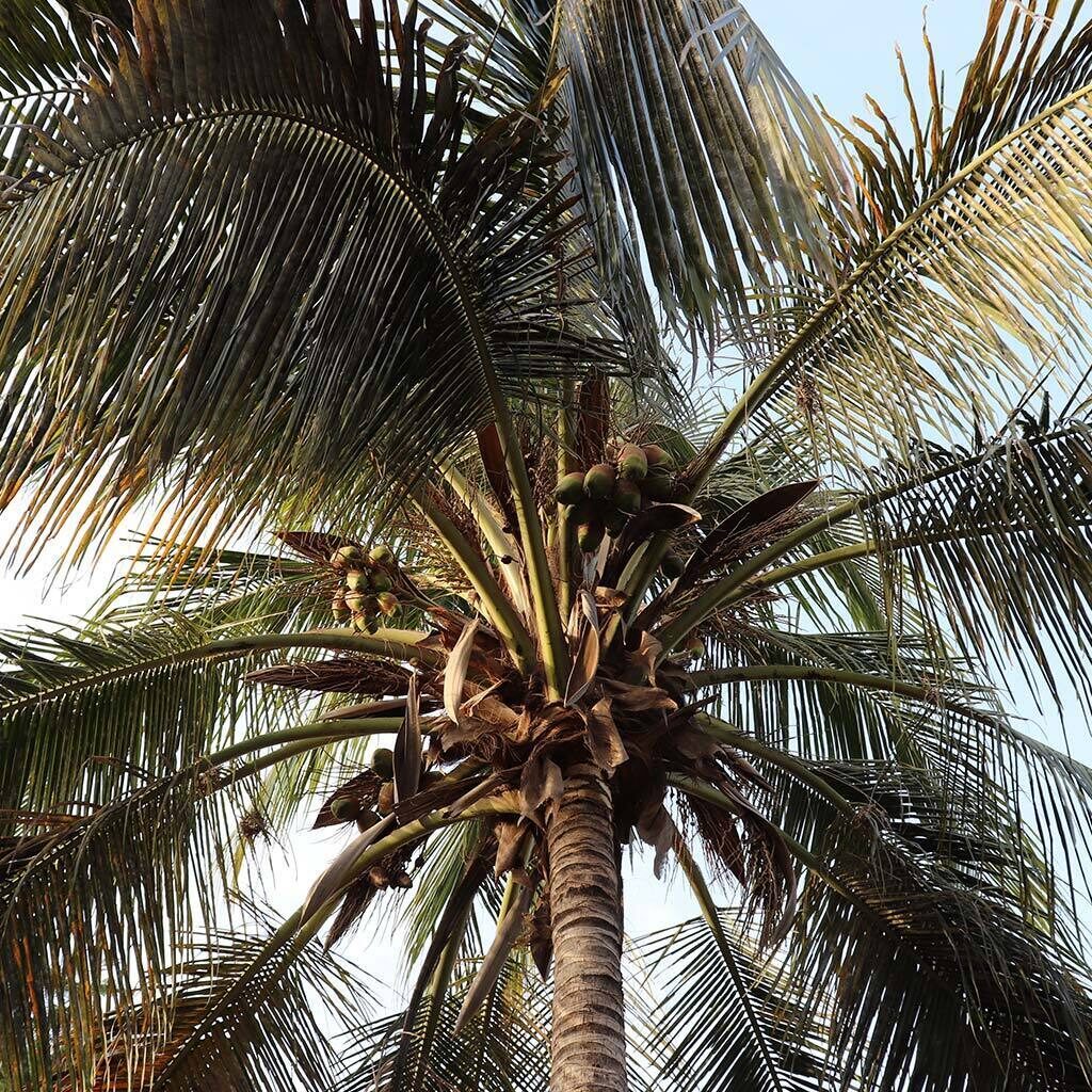 Upward-looking view of palm tree bearing fruit and large green fronds.